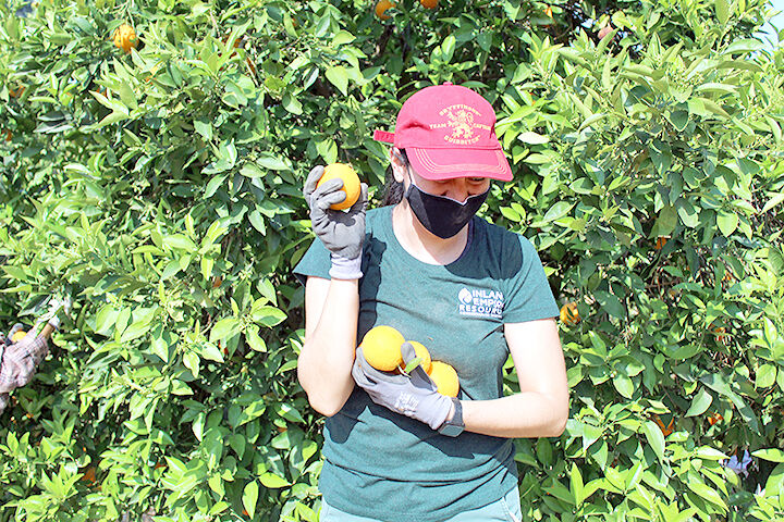 An Inland Empire Resource Conservation District picks oranges